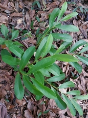 Asimina angustifolia