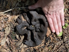 Plicaria endocarpoides