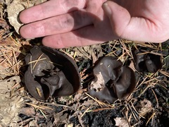 Plicaria endocarpoides