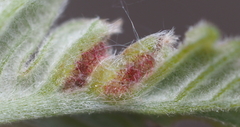 Neuroterus fugiens