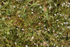 Stevia trifida