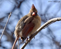 Cardinalis cardinalis
