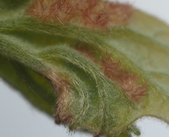 Neuroterus fugiens