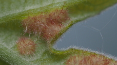 Neuroterus fugiens
