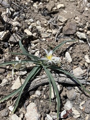 Leucocrinum montanum