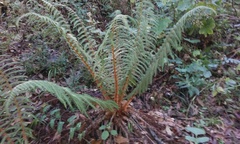 Polystichum speciosissimum