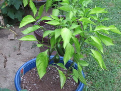 Capsicum annuum annuum