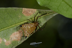 Micrathena excavata