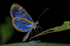Oleria aquata
