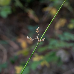 Juncus pauciflorus