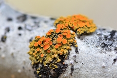 Xanthomendoza montana