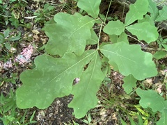 Quercus austrina