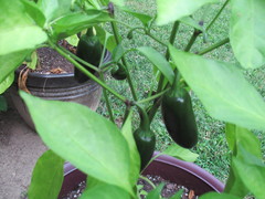 Capsicum annuum annuum