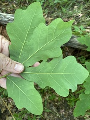 Quercus austrina