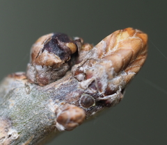 Neuroterus vesicula