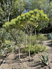 Euphorbia dendroides