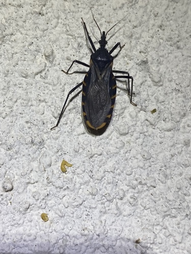 Triatoma gerstaeckeri photo 4