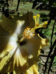 Hibiscus rosa-sinensis