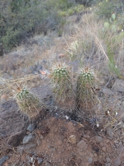 Echinocereus engelmannii