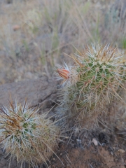 Echinocereus engelmannii