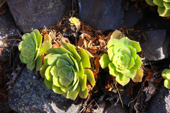 Aeonium canariense subsp. christii image