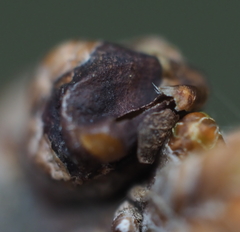 Neuroterus vesicula