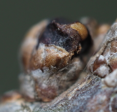 Neuroterus vesicula