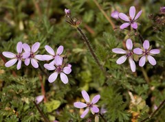 Erodium cicutarium