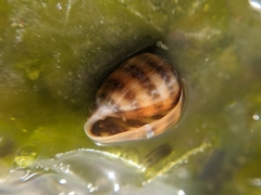 Melampus olivaceus