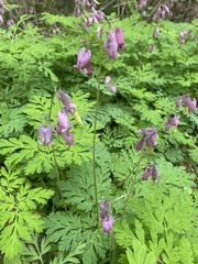 Dicentra formosa formosa