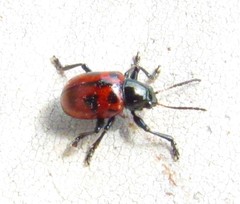 Typophorus basalis