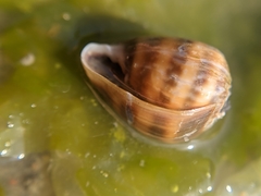Melampus olivaceus