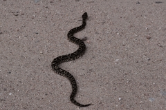 Bothrops diporus