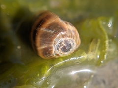 Melampus olivaceus