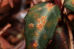 Pucciniastrum pyrolae