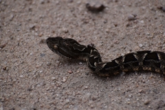 Bothrops diporus