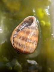 Melampus olivaceus