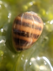 Melampus olivaceus