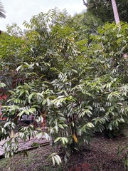 Piparea dentata