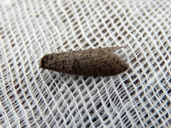 Lepidoscia euryptera
