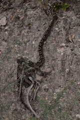 Bothrops diporus