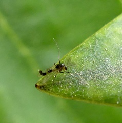 Cricotopus bicinctus