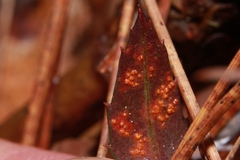 Pucciniastrum pyrolae