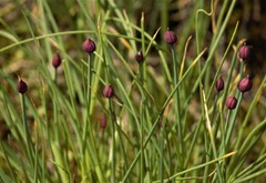 Allium schoenoprasum