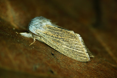 Acronicta nervosa