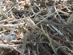 Tillandsia intermedia
