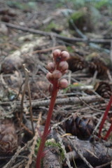 Pyrola aphylla
