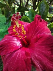 Hibiscus rosa-sinensis