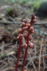 Pyrola aphylla