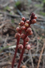 Pyrola aphylla